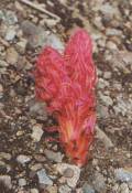 Snowplant